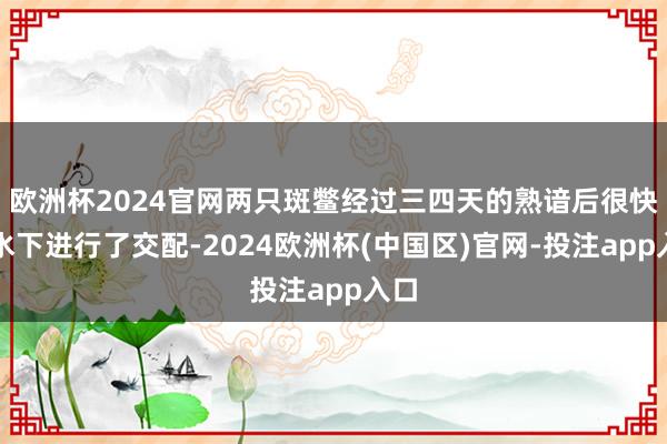 欧洲杯2024官网两只斑鳖经过三四天的熟谙后很快在水下进行了交配-2024欧洲杯(中国区)官网-投注app入口